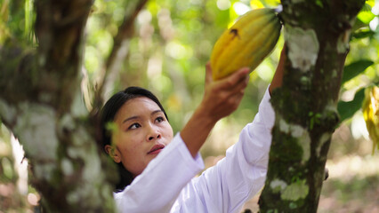 A young woman filipino farmer harvesting cacao pods in a farm from tree