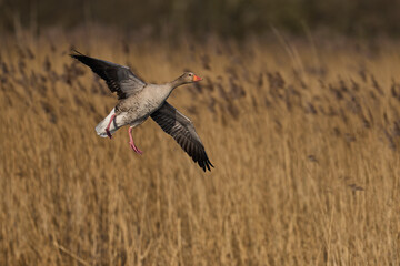 Greylag Goose (Anser Anser) coming in to land on a lake on the Somerset Levels in Somerset, United Kingdom. 
