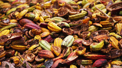 Pile of discarded cacao pods in various stages of decomposition