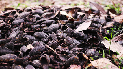 Pile of dark, black, discarded, cacao shells, after the beans have been removed for processing