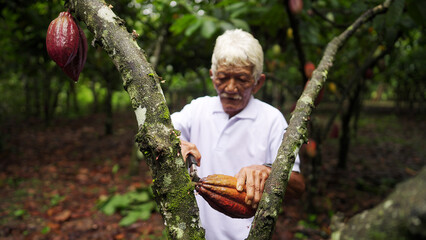 A senior indonesian cacao farmer harvesting a red pod on a plantation with shears, old man, grey...