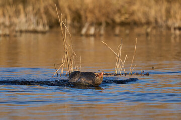 Greylag Goose (Anser Anser) displaying during the breeding season on the Somerset Levels in Somerset, United Kingdom. 