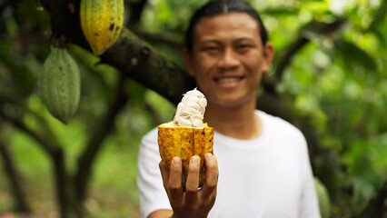 A young indonesian cacao farmer with harvested yellow pod in hand and premium white cocoa beans,...