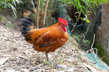 Free range rooster poultry animal raised on coarse grains