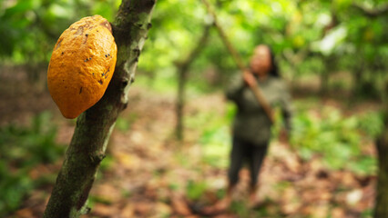 A ripe cacao pod on a tree in a plantation, farmer harvesting with wooden stick in background