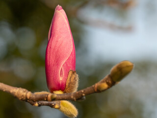 Fuchsia magnolia flowers
