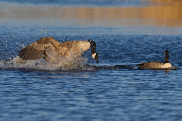 Fototapeta premium Male Canada Goose (Branta canadensis) seeking the attention of a female during the breeding season on the Somerset Levels in Somerset, United Kingdom.