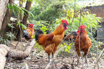 Free range rooster poultry animal raised on coarse grains