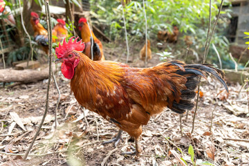 Free range rooster poultry animal raised on coarse grains