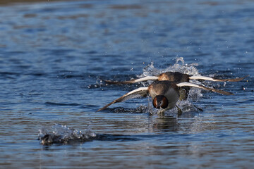 Great Crested Grebe (Podiceps cristatus) cavorting across the water chasing away a rival during the spring courtship on a lake in the Somerset Levels, Somerset, United Kingdom.
