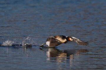 Great Crested Grebe (Podiceps cristatus) cavorting across the water chasing away a rival during the spring courtship on a lake in the Somerset Levels, Somerset, United Kingdom.