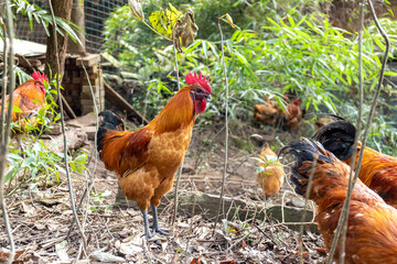 Free range rooster poultry animal raised on coarse grains