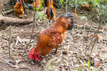 Free range rooster poultry animal raised on coarse grains