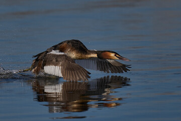 Great Crested Grebe (Podiceps cristatus) cavorting across the water chasing away a rival during the spring courtship on a lake in the Somerset Levels, Somerset, United Kingdom.