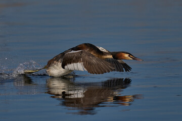 Great Crested Grebe (Podiceps cristatus) cavorting across the water chasing away a rival during the...