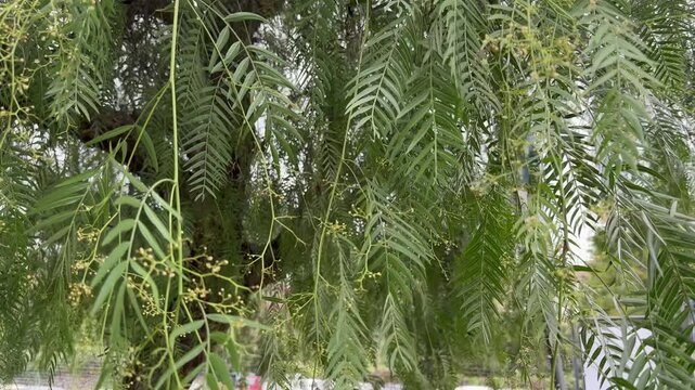 Hanging branches of the Schinus molle tree in overcast weather
