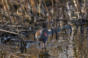 Water Rail (Rallus aquaticus) foraging for food at the waters edge on a lake on the Somerset Levels in Somerset, United Kingdom.