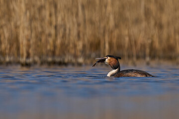 Great Crested Grebe (Podiceps cristatus) swallowing whole a recently caught fish on the Somerset Levels in Somerset, United Kingdom.