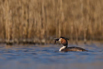 Great Crested Grebe (Podiceps cristatus) swallowing whole a recently caught fish on the Somerset Levels in Somerset, United Kingdom.