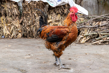 Free range rooster poultry animal raised on coarse grains