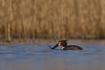 Great Crested Grebe (Podiceps cristatus) swallowing whole a recently caught fish on the Somerset Levels in Somerset, United Kingdom.