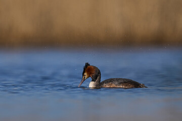 Great Crested Grebe (Podiceps cristatus) swimming on a lake in the Somerset Levels, Somerset, United Kingdom.