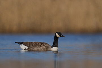 Canada Goose (Branta canadensis) swimming and splashing around on a lake on the Somerset Levels in Somerset, United Kingdom.