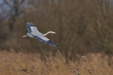 Grey Heron (Ardea cinerea) flying over a reedbed returning to its nest site in the Somerset Levels, Somerset, United Kingdom.