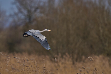 Grey Heron (Ardea cinerea) flying over a reedbed returning to its nest site in the Somerset Levels, Somerset, United Kingdom.