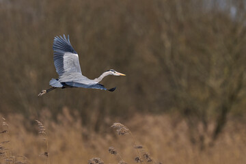 Grey Heron (Ardea cinerea) flying over a reedbed returning to its nest site in the Somerset Levels, Somerset, United Kingdom.