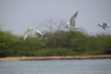 A dynamic shot of river tern in flight with blurred natural background. 