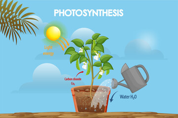 Diagram of the process of photosynthesis in plants from roots to growth in plants