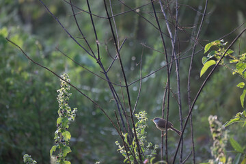 The beautiful grey breasted prinia on a twig against a blurred background.