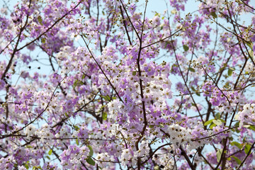 Vibrant Blossoms of Purple and White Flowers on Tree Branches