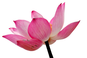 Fototapeta premium Beautiful Pink Lotus Flower with Delicate Petals on a Isolated Background