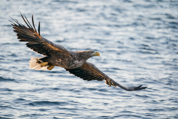 Sea eagle in flight