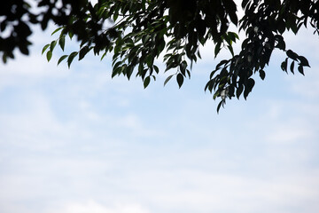 Green Leaves Against Light Blue Sky Background with Cloudy Texture