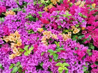 Beautiful multi-colored bougainvillea flowers.