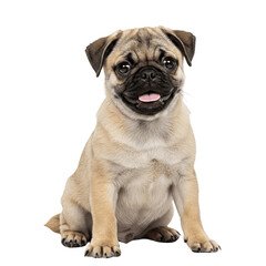 Pug puppy sitting isolated on transparent background, png