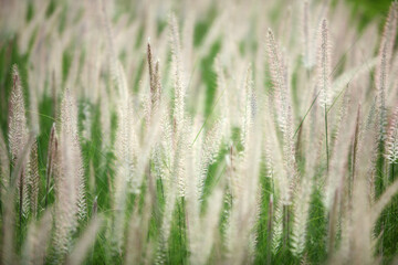 Soft Focus on Tall Grass Growing in a Natural Green Field