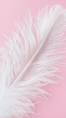 Obraz premium White ostrich feather on pink background, elegant design element