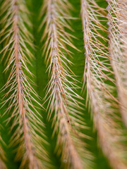 Close-up of cactus spines, suitable as a background image.