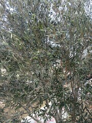 Olive tree. Rizokarpaso, Cyprus. 