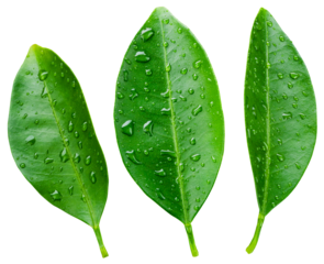 Citrus leaf isolated png. Citrus leaves with drops top view. Orange, lemon, tangerine leaf collection on transparent background. Wet leaves no background. Full depth of field.
