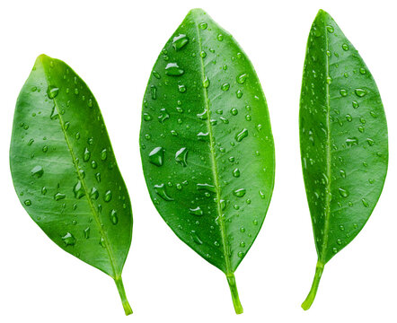 Citrus leaf isolated png. Citrus leaves with drops top view. Orange, lemon, tangerine leaf collection on transparent background. Wet leaves no background. Full depth of field.