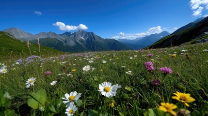 Alpine meadow blossoms under a vibrant blue sky. Lush wildflowers carpet the valley floor, framed by towering peaks