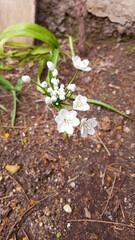 Fleurs d'Ail