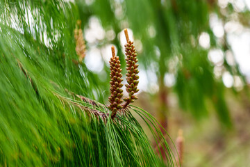 Long young coniferous pine cones on branch of wild tree in spring forest against the background of green needles