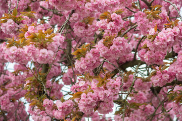 Spring Background of Pink Cherry Blossoms