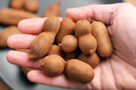 Tamarind fruits (Tamarindus indica) in hands close up. Tropical harvest concept